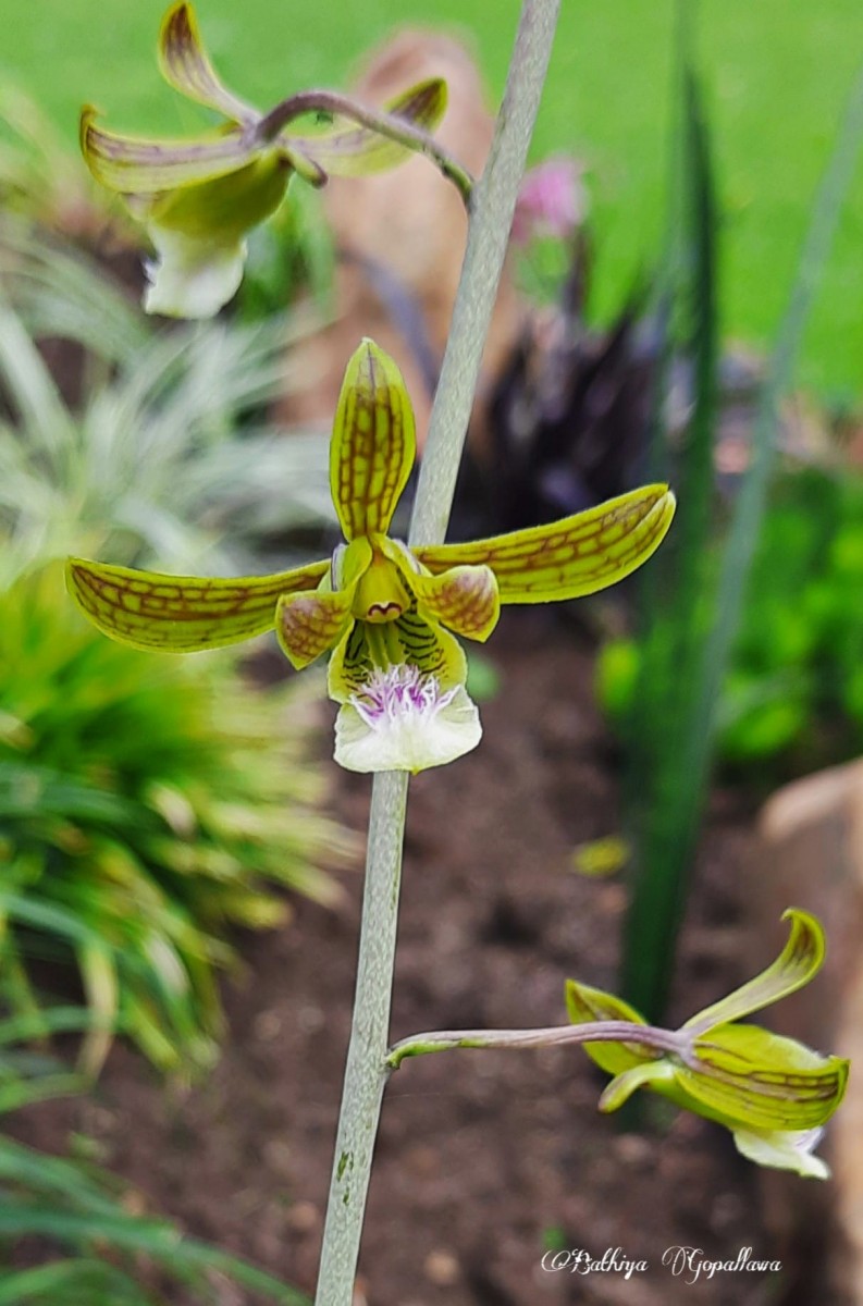 Eulophia epidendraea (J.Koenig ex Retz.) C.E.C.Fisch.